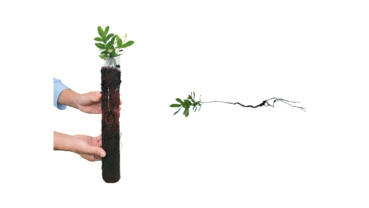 news_20250305_seedlings_1280_7