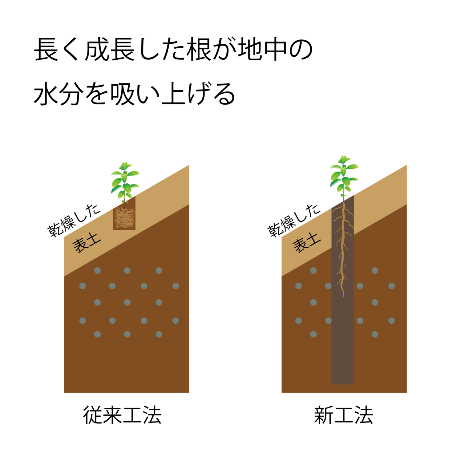 直根苗(ちょっこんなえ)を活用した森林再生事業を本格稼働 | 株式会社クスベ産業
